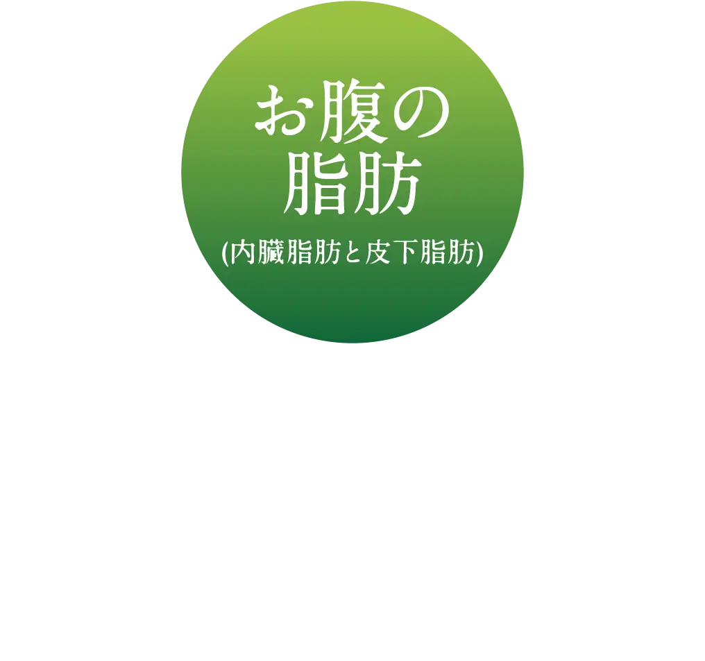 お腹の脂肪（内臓脂肪と皮下脂肪）