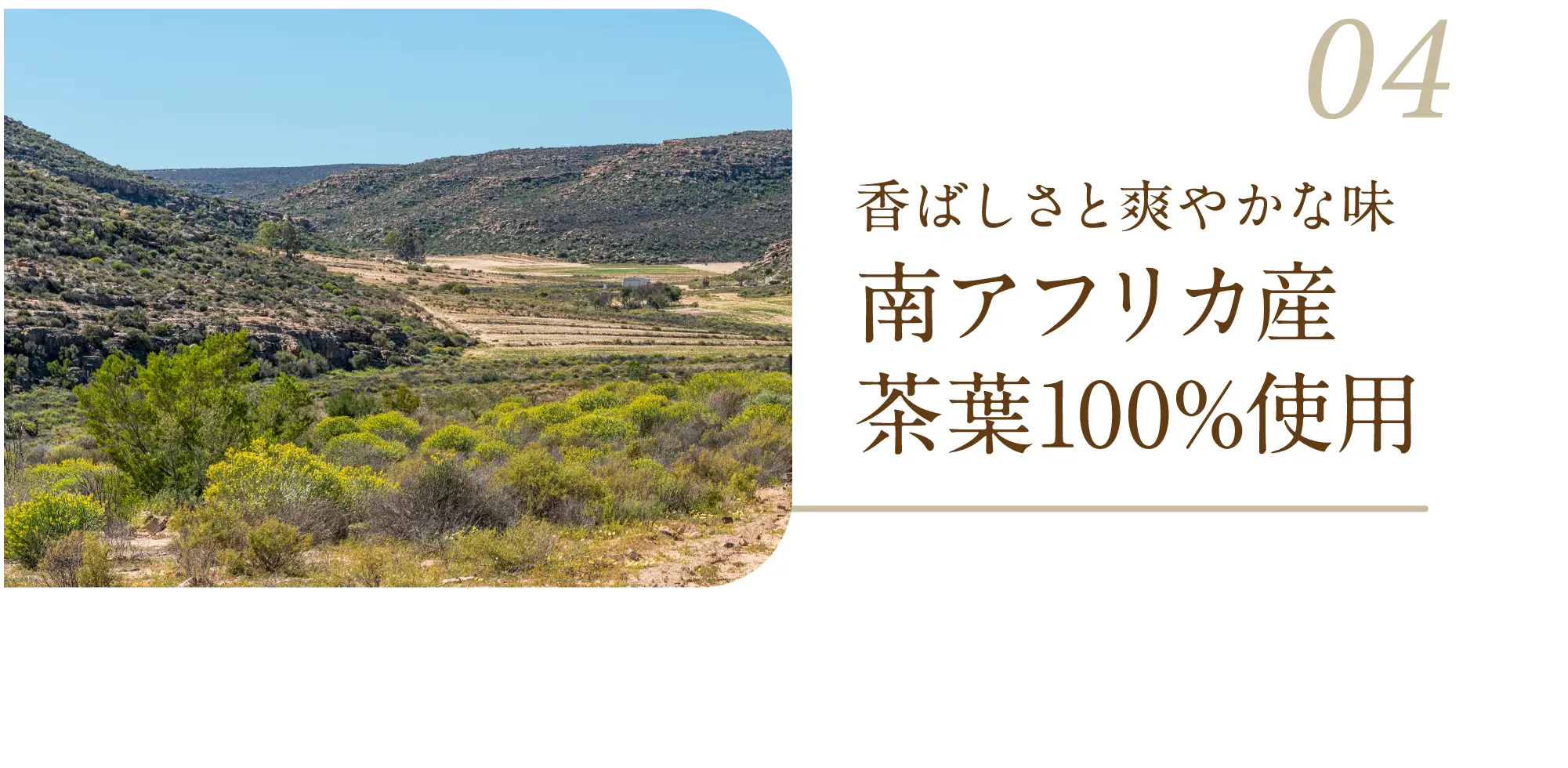 香ばしさと爽やかな味南アフリカ産茶葉100%使用